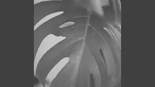 Uplifting Bebop Trumpet - Vibe for Calm Sundays