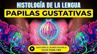 Histolog&iacute;a de la Lengua: Tipos de Papilas y Receptores Sensoriales