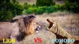 Komodo Dragon VS Lion - Lion VS Komodo Dragon Who Would Win