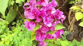 KINDS OF RARE BOUGAINVILLEA | VARIEGATED BOUGAINVILLEA #flowers #plants #viral #trending 
