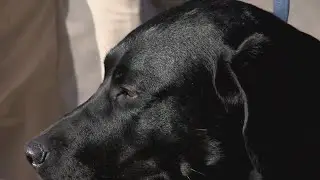 AFR's new K-9 trained to detect fire accelerants