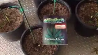 Grow Boss Customer Testimonial Chazzy Part 14 The Finish