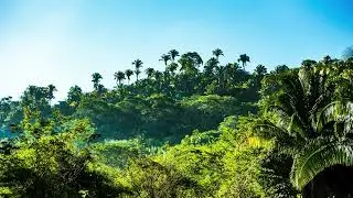 Matthew Fish - Jungle  (Instrumental - Audio)