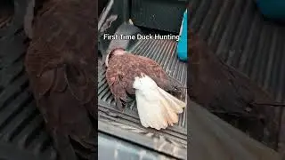 Biggest Duck I Saw All Day!! #outdoors #foryou #fyp #hunting #hunt