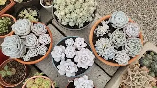 Manutenção no arranjo de suculentas com pruina, dicas de cultivo para iniciantes.