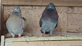 Modena pigeons breeding mode