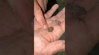 Button Relic found in Cave #ancientcaves