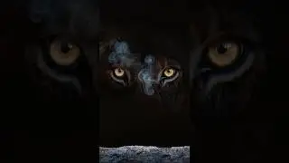 Hercule vs Lion de N&eacute;m&eacute;e: la force ne suffit pas