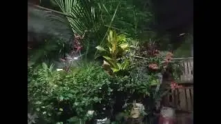 ang munting harden ko