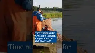 These Whitefish are Refugees