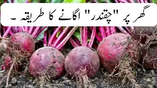 How to grow 