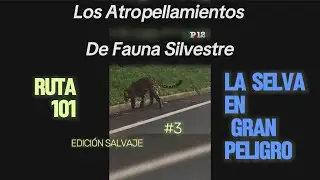 PELIGRO EN LA SELVA RUTA 101