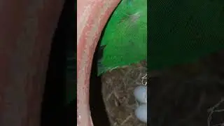 How Many Eggs Do African Lovebirds Carry? #shorts #ontrending #african_lovebirds #cute #eggs #birds