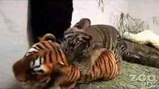 Funny Baby Tiger!!!