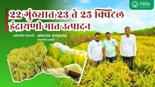 22 गुंठयात 23 ते 25 क्विंटल इंद्रायणी भात उत्पादन ||Mission Organic ||