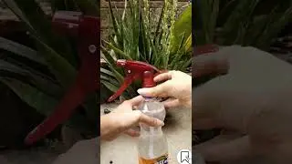capsicum plants are infested//watch till the end
