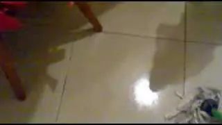 dispetti da cane