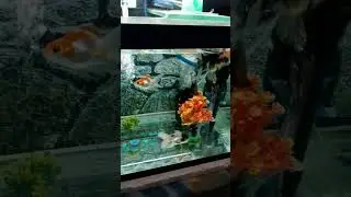finally growth start❤️ #shorts #goldfishcare