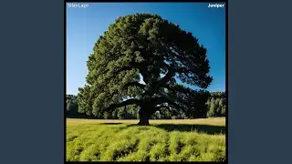 Juniper