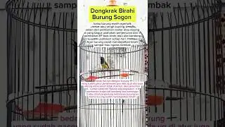 Dongkrak birahi burung sogon #shorts #sogon #kicaumania #sogonmjl #fyp