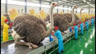 Inside China&rsquo;s Ostrich Farming Industry - How Millions of Ostriches Are Raised for Meat, Skin & Eggs