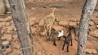 Ovelha parida.