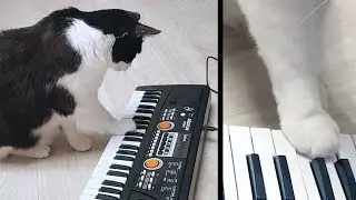 Настоящий виртуоз!