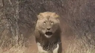 Lion Attacks Jeep!