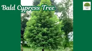 Bald Cypress Tree - TN Nursery