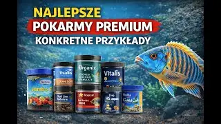 Najlepsze pokarmy premium. Konkretne przykłady