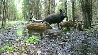 Wild boar piglets hide when their mother alerts. SHORT VERSION