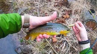 BIG Fishing Creek 'NARROWS' - Wild Brown Trout
