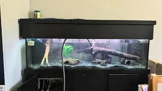 Amazon sword in the 125g, let's see how this works 