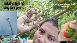 PHILIPPINE HANGING PARROT (KULASISI) pangate nating barako..