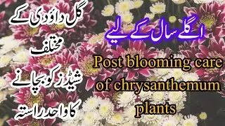 How to save chrysanthemum plants for next season.Care of chrysanthemum plants after blooming.