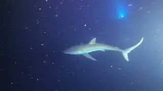 Silky shark at Cozumel Mexico, July 2025