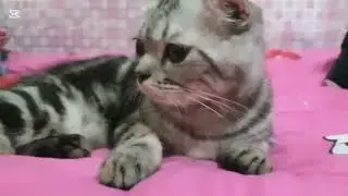 A Sun lovely cat |Cat sound to attract cats🙀realistic multiple meows​ part 12