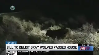 House passes bill to delist gray wolves from Endangered Species Act