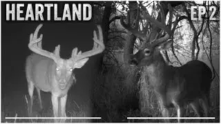Giant Iowa Bucks On Trail Camera, Setting The Stage For Hunting Season | Midwest Whitetail