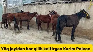 Qorabayir qulun s&otilde;raganlarga kech qolmang