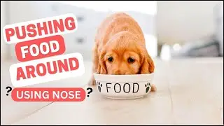 Why Do Dogs Push Food Around With Their Nose? - 5  Explanations Why!