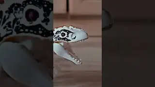 dinosaur dance