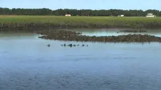 Low Tide Scouting For Redfish, Flounder, Trout, Etc