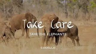 CODELLO Take Care Mission 