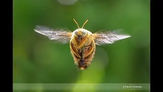 White cheeked Carpenter Bee
