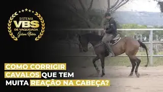 Como corrigir cavalos que tem muita reação na cabeça?
