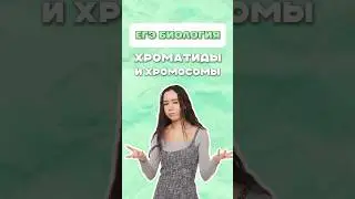 Хромосомы и хроматиды ЕГЭ биология 2026 #хромосома #хроматиды #биология #генетика #лайфхак