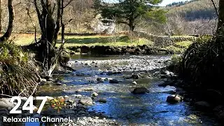 Relaxing Nature Sounds With Gentle Piano Music ( River, Birds Singing )
