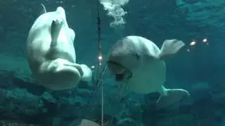 ベルーガの不思議な魚の食べ方/完全版 2016/04/24【ホドイ激怒!!編】