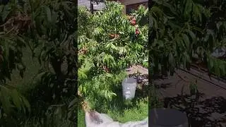 Harvest time for my backyard peaches. Time to jam them up.